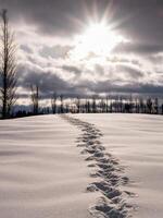 winter landscape with tracks in the snow photo