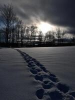 winter landscape with tracks in the snow photo
