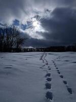 winter landscape with tracks in the snow photo