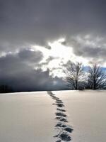 winter landscape with tracks in the snow photo