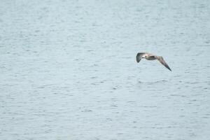 seagull flies over the sea photo