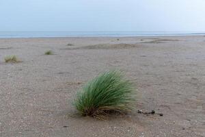 beach grass tufts on the north sea coast of the netherlands photo