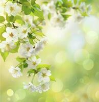 White flowers on the branches of a cherry tree with spring background . photo