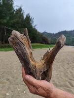 Very unique wood texture shape photo
