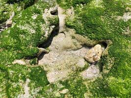 The green moss background texture on the beach. photo
