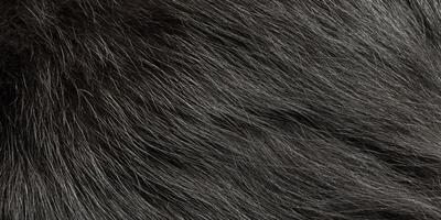 Fur kitten black as background web size. Cat fur macro photography. photo
