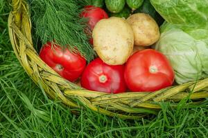 Vegetables in a basket on green grass. Cabbage, tomatoes, cucumbers and potatoes. photo