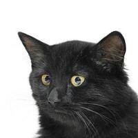 Black kitten isolate on a white background. photo