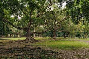 A giant tree with spreading branches provides shade in a quiet green park in the afternoon photo
