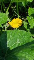 A large yellow pumpkin flower has bloomed in a bright garden among green leaves with distinct veins. It stands out for its brightness. video
