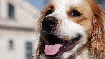 A joyful and happy dog with a fluffy and soft coat is enjoying the warmth of a bright sunny day video