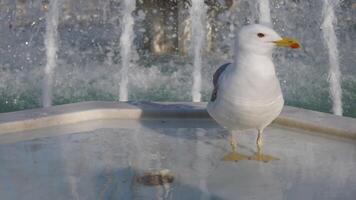 A beautiful seagull happily bathing and splashing around in the cool fountain water video