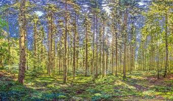 Panoramic picture of a natural dense German forest in summer with lots of green ground vegetation photo