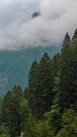 Forest and moving clouds on the background. Nature time lapse vertical . Overcast weather background vertical footage. video