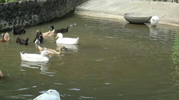 a group of ducks in a pond with rocks and water video
