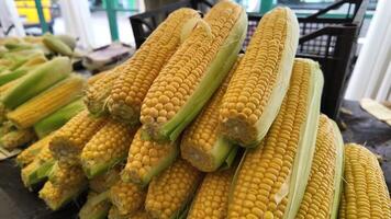 A large stack of fresh corn cobs with husks on display at a farmers market, perfect for Thanksgiving or harvest themed concepts video