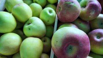 Close up of fresh green and red apples in wooden crates, perfect for autumn harvest and Thanksgiving themes video