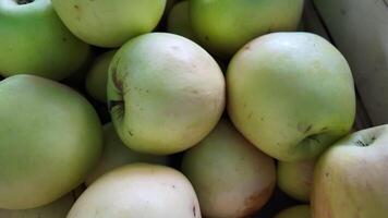 Close up image of fresh green apples in a crate, ideal for concepts related to harvest season and Thanksgiving video