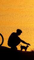 Man with animals on coast. Active man with bicycle playing with cat on coast Vertical video