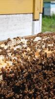 Frames set in rows inside the bee hive. Honeycombs covered heavily with thick layer of worker bees. Close up. Vertical video