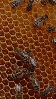 Some honey bees crawling over the honeycombs. Fresh amber honey sparkling in the wax cells. Close up. Vertical video