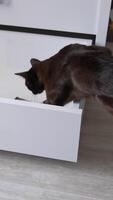 Beautiful black cat exploring the drawer. Kitty climbing inside the drawer to check something. Close up. Vertical video