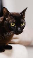 Black cat with shining fur sitting on the sofa. Yellow-eyed pet keeping an eye on something. Close up. Vertical video