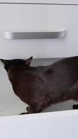 Domestic at standing in the empty drawer of the chest. Kitty exploring the piece of furniture. Close up. Vertical video