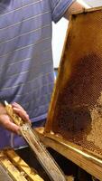 Beekeeper opens the tops from honeycomb cells. Man uses special tool for opening sealed ells. Close up. Vertical video
