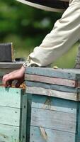 Apiarist pulls the frames from wooden bee hives. Man looks at the frame and turns it back. Nature backdrop in blur. Vertical video