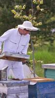 Apiarist in white suit and hat opens the lid of hive. Man is ready for examination his hive. Nature blurred backdrop. Vertical video