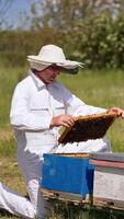 man i vit utrusta knäböjde i främre av ett av hans nässelfeber. apiarist drar en ram ut av hans bikupa för närmare se. suddig bakgrund. vertikal video