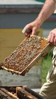 Pulling the wax frames out of bee hive. Beekeeper in protective hat inspects frame coated with bee swarm. Nature backdrop in blur. Vertical video
