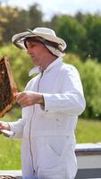 Serious man in white suit looks at honey frame full of bees in his hands. Smoker device placed on the hive beside. Blurred nature backdrop. Vertical video