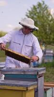 biodlare utseende uppmärksamt på de ram täckt med bi grubbla. man sätter de tung ram tillbaka in i de bikupa. suddig bakgrund. vertikal video