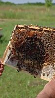 Male apiarist looking closely at honeycomb frame and bees on it. Man in protective hat checking the harvest. Nature backdrop. Vertical video