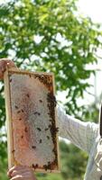 Happy apiarist rising frame full of honey to look against the sun. Frame of honeycombs sealed, ready for harvesting honey. Vertical video