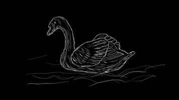 Stop motion of a swan designed with random handwriting video