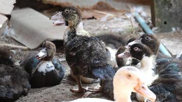 Group of ducks in the farm, Ducks outside the farm, duck on a field of grass, organic poultry farm, duck on a farm video