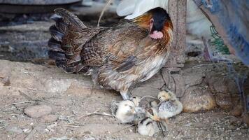 Little chicks with mother broody hen walk in the yard and looking for feed. Life in the hencoop, Baby chicks and mother hen feed on bio farm, A hen and a herd of chicks foraging on the grass video