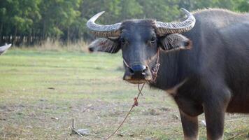 buffalo grazing peacefully in a lush, green field. portrays the essence of simplicity and the harmonious connection between nature and agriculture, Raising animals for agriculture, buffalo is eating video