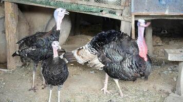 Helmeted guineafowl, Guinea Fowl in Poultry Farm Setting, selective focus video