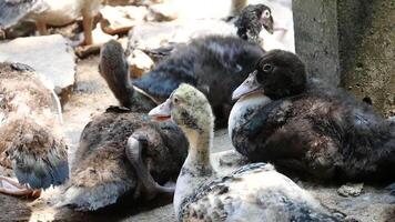 Group of ducks in the farm, Ducks outside the farm, duck on a field of grass, organic poultry farm, duck on a farm video