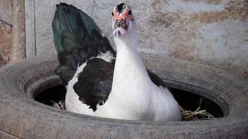 duck in the farm, Ducks outside the farm, duck on a field of grass, organic poultry farm, duck on a farm video