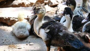 Group of ducks in the farm, Ducks outside the farm, duck on a field of grass, organic poultry farm, duck on a farm video