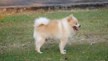 Cute smiling Pomeranian dog, cute puppy dog on light background. Pomeranian Spitz puppy, A cute Pomeranian dog with a happy expression, close-up of the muzzle of a pomeranian dog video