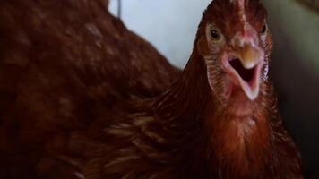 Chicken sitting in the nest and incubating eggs. A chicken sits on a nest and hatches eggs, hen incubates eggs video