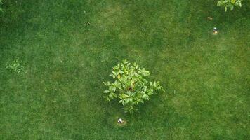 Aerial View Showcasing Raining on Lush Green Grass Accompanied by a Small Tree Nearby video