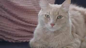 A Cute Orange Cat is Relaxing Comfortably on the Couch, Enjoying a Peaceful Moment video