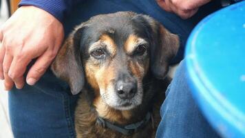 A CloseUp Image Featuring a Friendly Dog Relaxing in a Cozy and Inviting Setting video